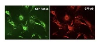 GFP Antibody