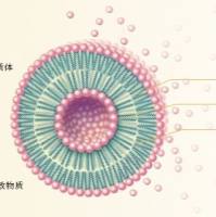 双模成像与控释治疗一体化的 iRGD 修饰温敏脂质体系统:阿霉素与钆造影剂的协同递送用于 MRI 引导的局部热化疗