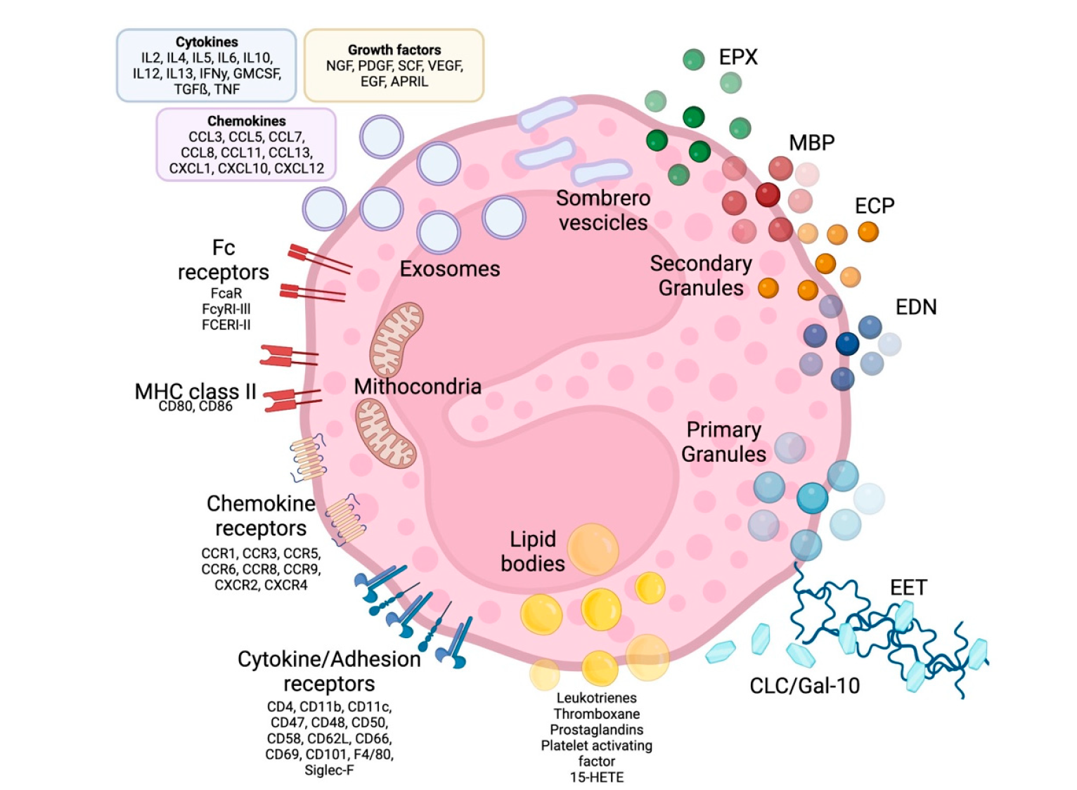 嗜酸性粒细胞研究利器：多因子检测贯通机制与转化