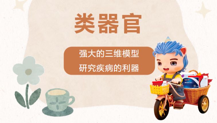 类器官——强大的三维模型，研究疾病的利器