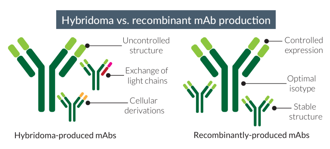 重组全小鼠抗小鼠 IL-13 单克隆抗体 重组全小鼠抗小鼠 IL-13 单克隆抗体