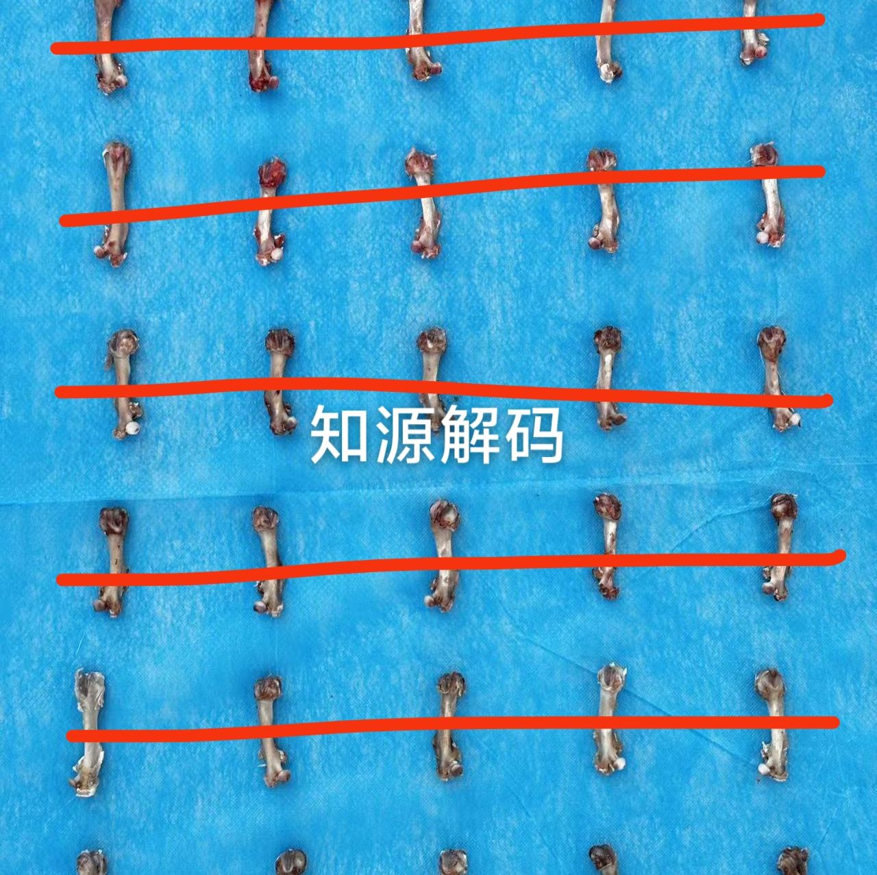 动物模型构建-疾病动物模型构建