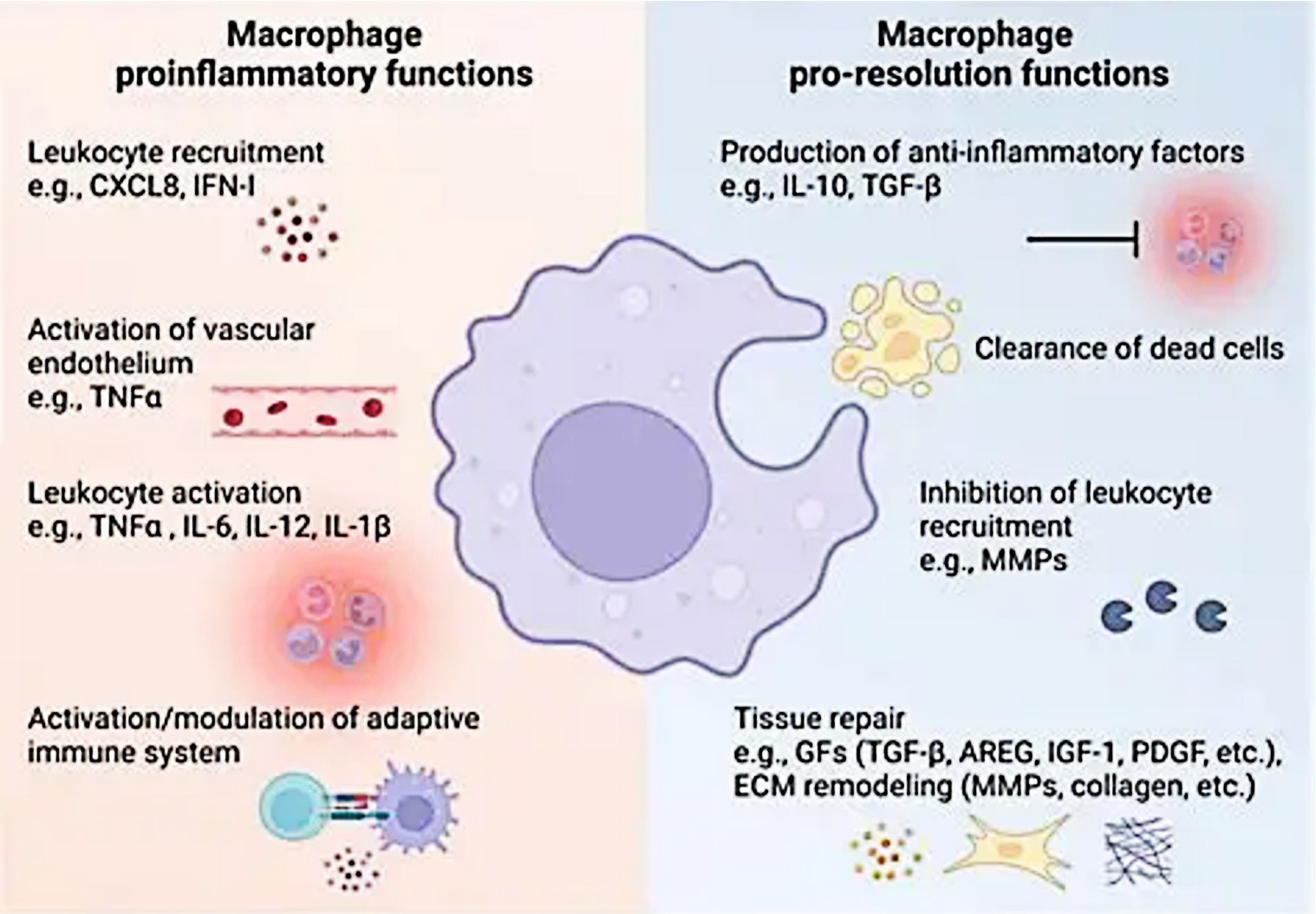 多因子全景解析+精准技术赋能：巨噬细胞研究检测方案