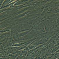 人原代肺成纤维细胞