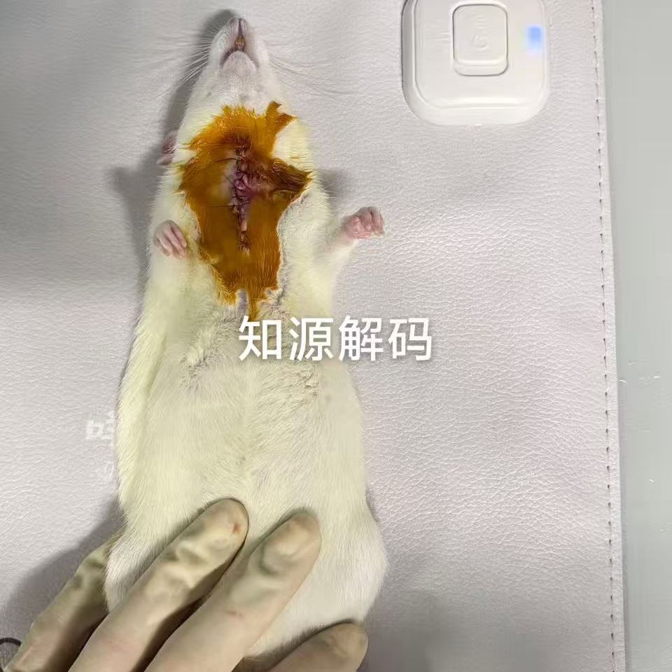 免疫组化-病理学检测-免疫组化技术