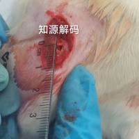 免疫共沉淀Co-IP实验(蛋白互作)