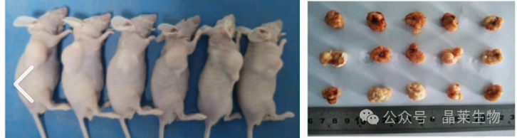 肿瘤药物药效实验如何开展?