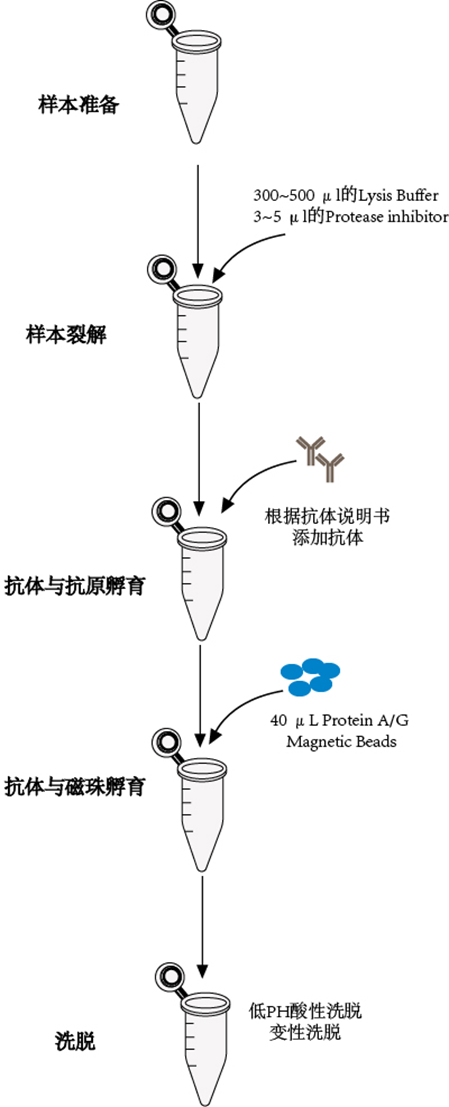 植物免疫共沉淀试剂盒 CoIP试剂盒 | Plant Mag