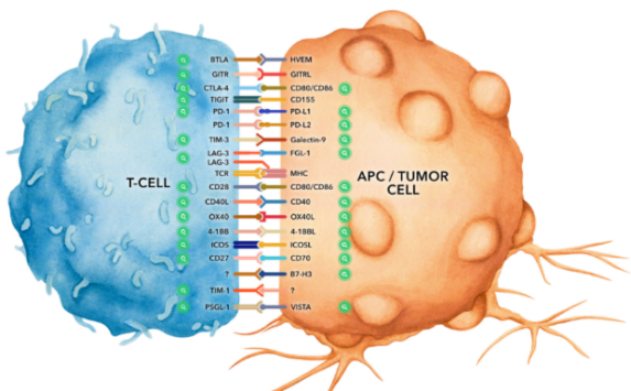 功能性抗体解决方案（Blocking, Neutralizing, Depletion, Activation）