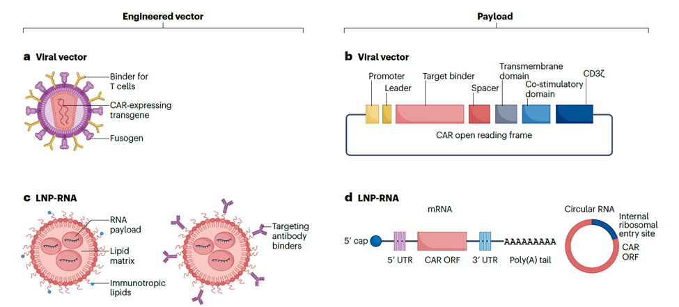 主流体内CAR-T平台的工程化载体与载荷 主流体内CAR-T平台的工程化载体与载荷