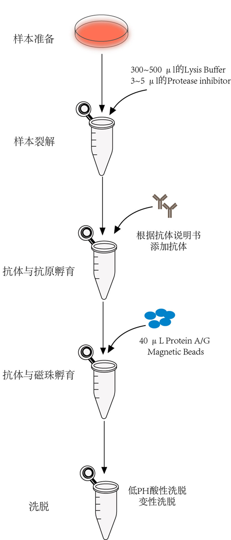 动物免疫共沉淀试剂盒 CoIP试剂盒 | Animal Ma