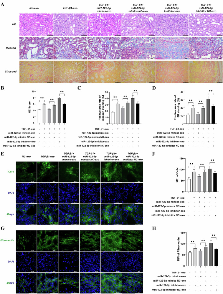 病理染色 病理染色