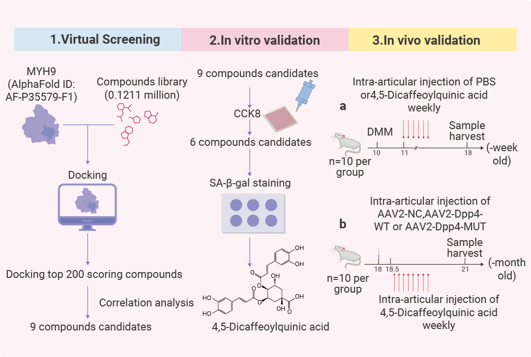 科研助攻 ｜ AI 如何成为药物发现“加速器”