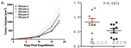 肿瘤药物药效实验如何开展?