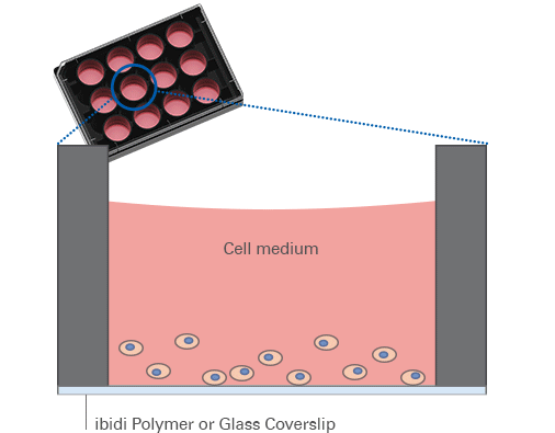 德国ibidi µ-Plate 12 Well共聚焦12孔培
