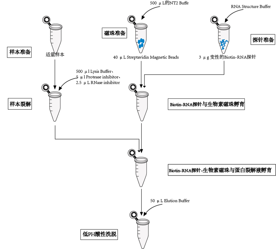 微生物RNA Pull-down试剂盒 | Microbia