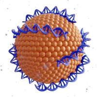 核–壳复合纳米系统：生物素化脂质体壳包覆介孔二氧化硅核（MSN@Lipo–Biotin）用于阿霉素