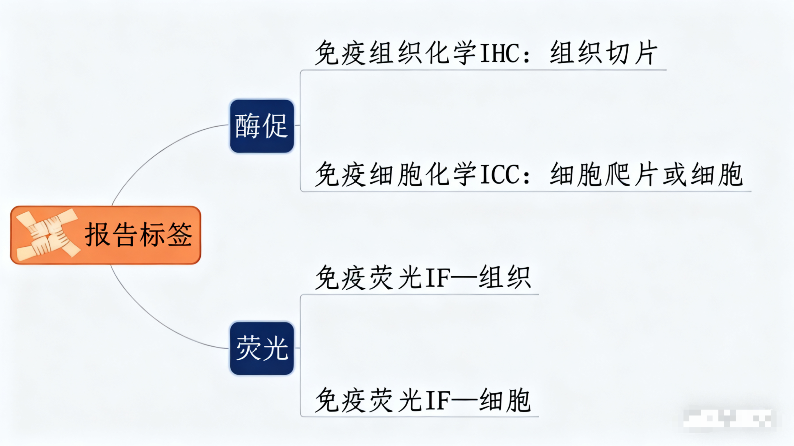免疫组化与免疫荧光技术：原理比较与科研应用解析
