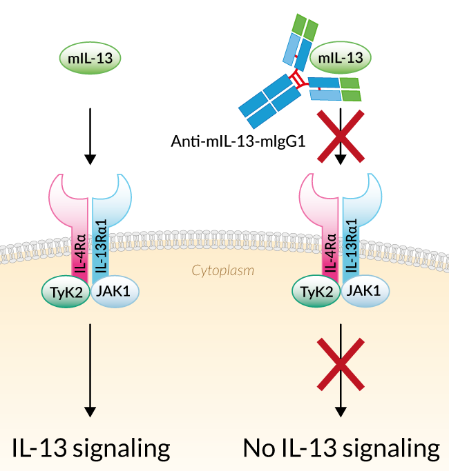 Anti-mouse IL-13 Antibody (mIgG1)的中和效应 Anti-mouse IL-13 Antibody (mIgG1)的中和效应