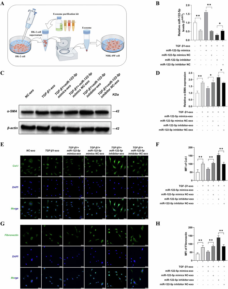 细胞共培养 细胞共培养