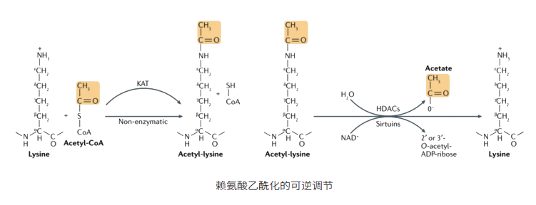 一文了解乙酰化修饰