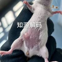 蛋白质免疫印迹(Western Blot)