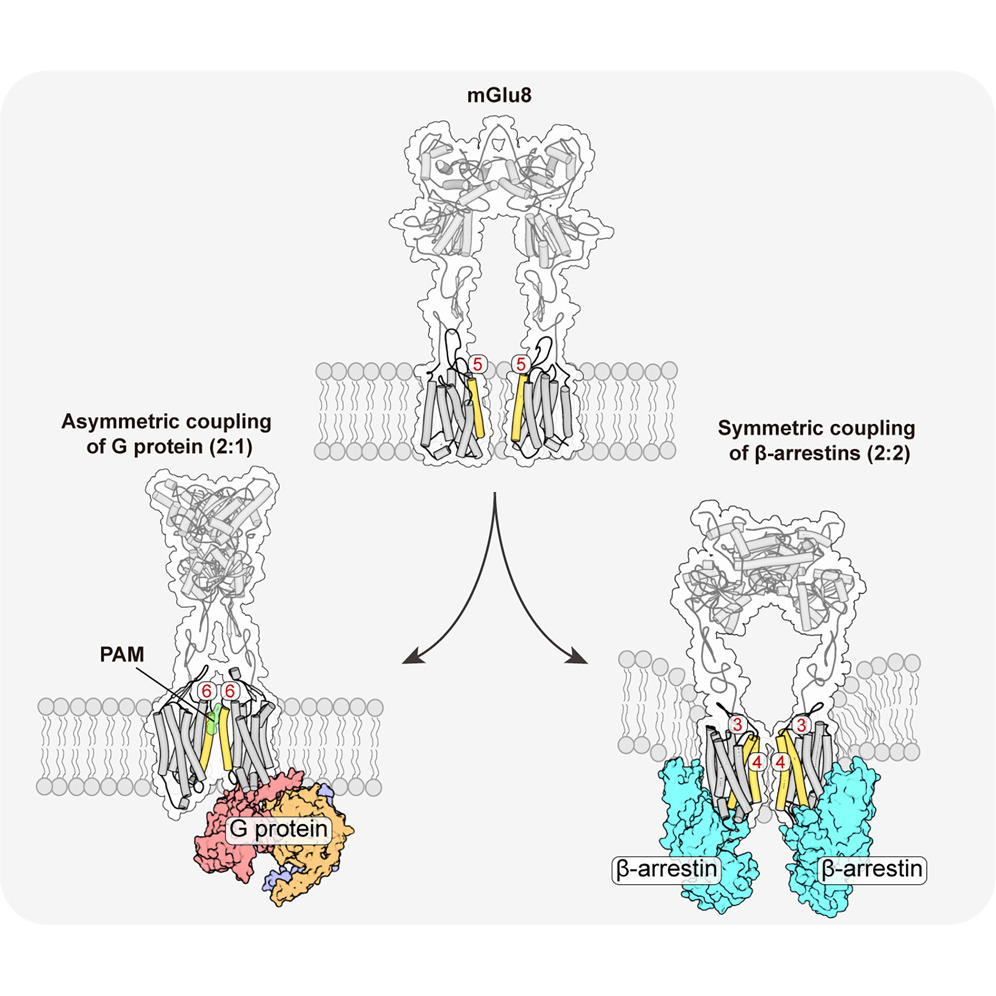 BMG LABTECH多功能酶标仪文献分享,川大华中科大等多个院校的科研团队发表在Molecular Cell 上Structural characterization of five functional states of metabotropic glutamate receptor 8 报告