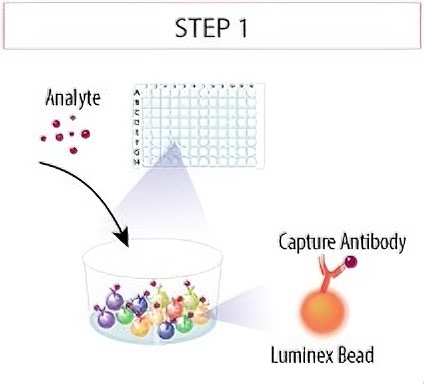 Luminex 液相芯片检测服务：原理与应用