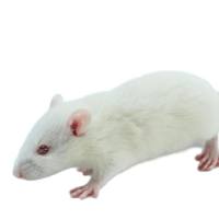 GK大鼠每周秒杀(11/24-11/30)