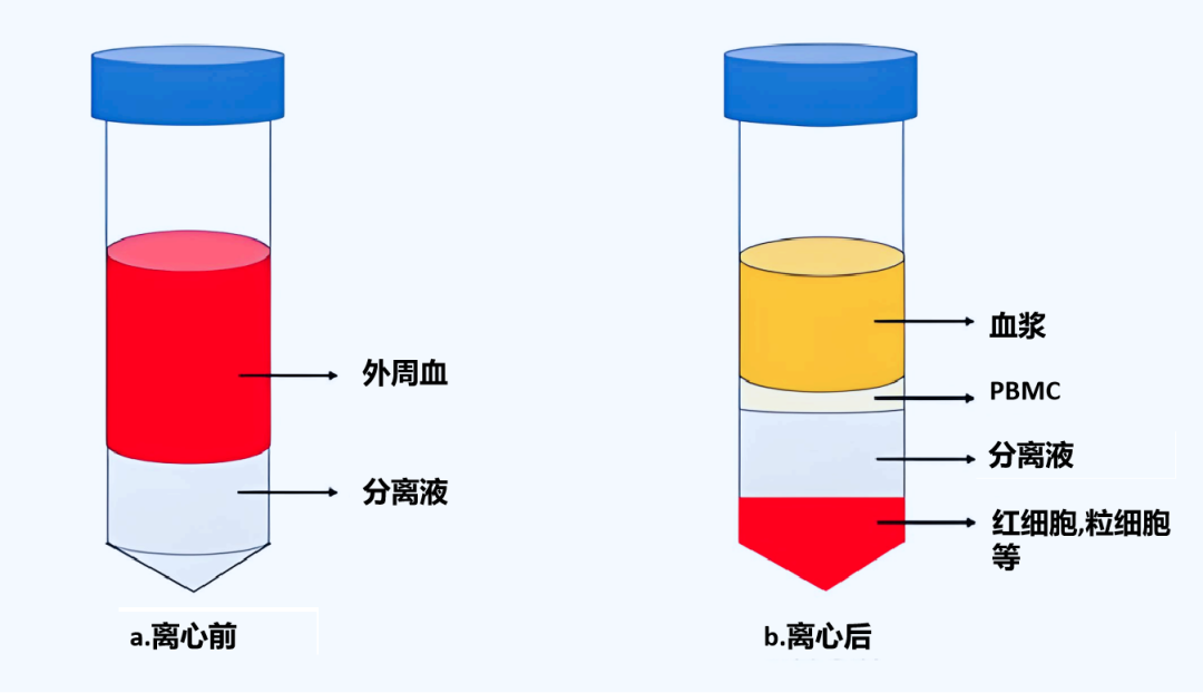 Human分离PBMC细胞(冻存服务)19121878899