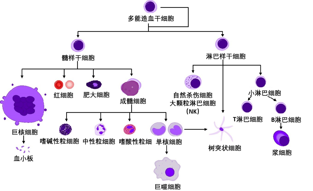 Human分离PBMC细胞(冻存服务)19121878899