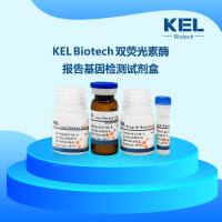 双萤光素酶报告基因检测试剂盒