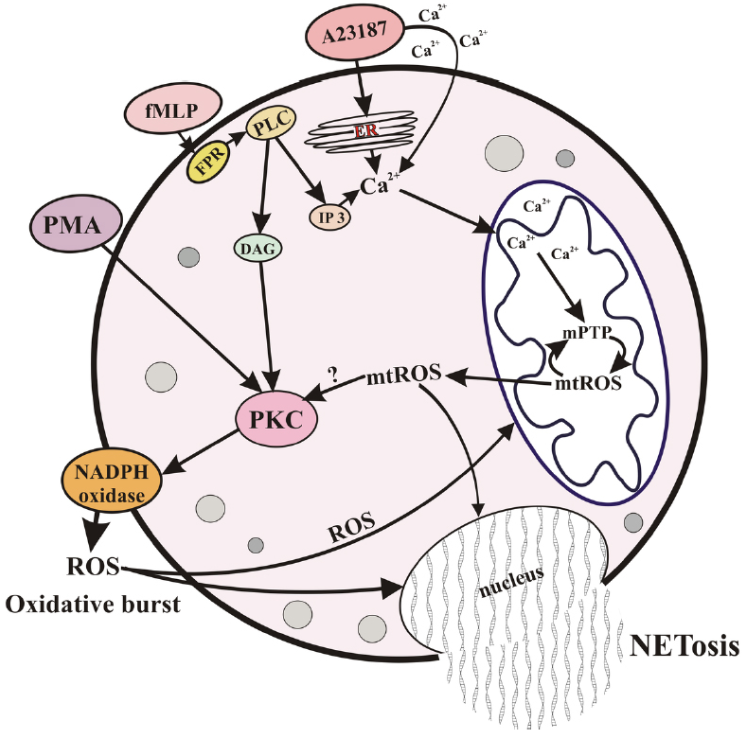 NETosis：中性粒细胞胞外陷阱的机制解析与肿瘤研究价值