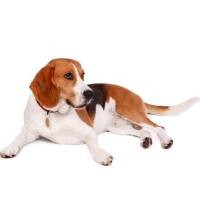 动物造模丨实验犬子宫内膜炎模型