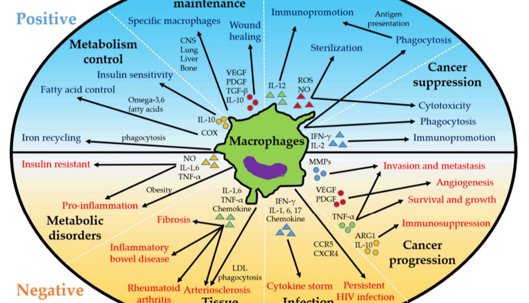 巨噬细胞研究前沿：从微环境调控到疾病治疗新策略