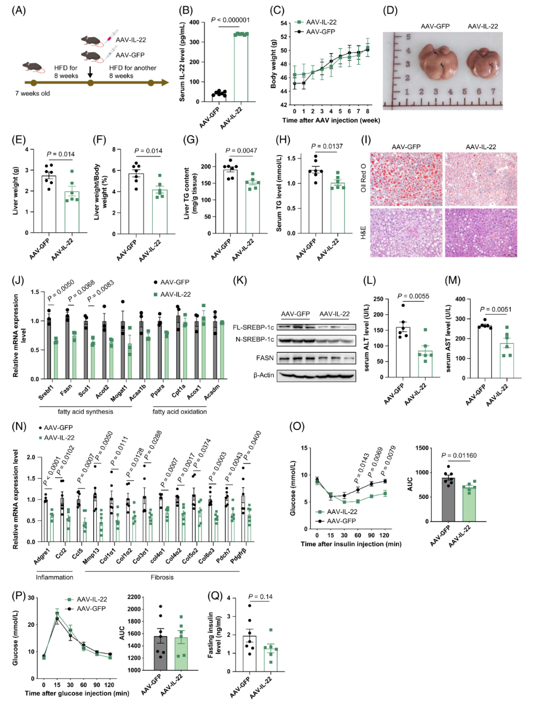 【AAV在肝脏疾病中的应用】上海交大医学院胡承/陆炎研究员团队揭示肝脏IL22RA1通过氧化甾醇3βHCA调控肝脂肪变性的机制