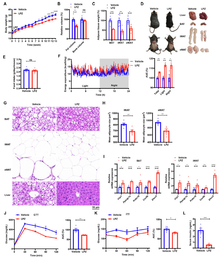 【文献解读】老药新用:兰索拉唑通过抑制PHOSPHO1改善代谢综合征的研究
