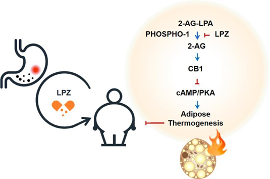 【文献解读】老药新用:兰索拉唑通过抑制PHOSPHO1改善代谢综合征的研究