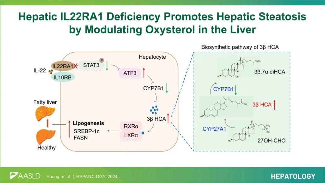 【AAV在肝脏疾病中的应用】上海交大医学院胡承/陆炎研究员团队揭示肝脏IL22RA1通过氧化甾醇3βHCA调控肝脂肪变性的机制