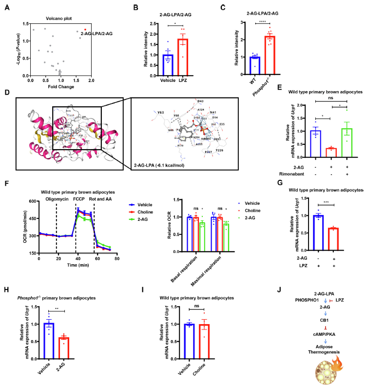【文献解读】老药新用:兰索拉唑通过抑制PHOSPHO1改善代谢综合征的研究