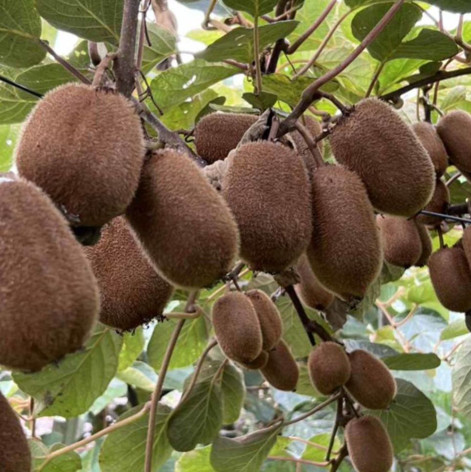 猕猴桃遗传转化服务