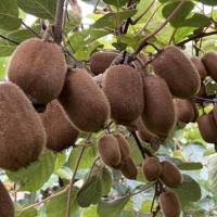 猕猴桃遗传转化服务