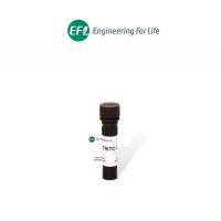 TRITC-Phalloidin 罗丹明标记鬼笔环肽