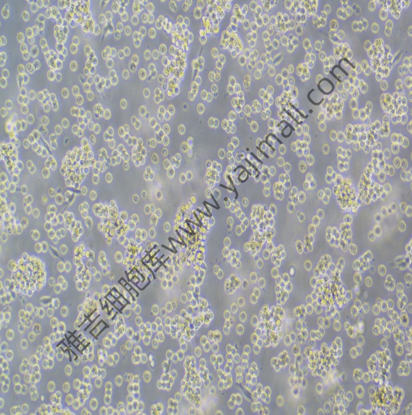 人子宫内膜成纤维细胞来源清晰