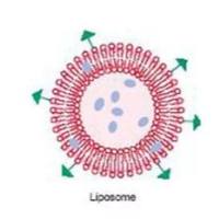 NGR靶向的磁性脂质体纳米平台：集MRI成像、磁靶向与化疗于一体