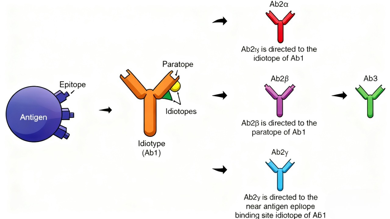 抗独特型抗体如何成为抗体药物研发的关键工具?