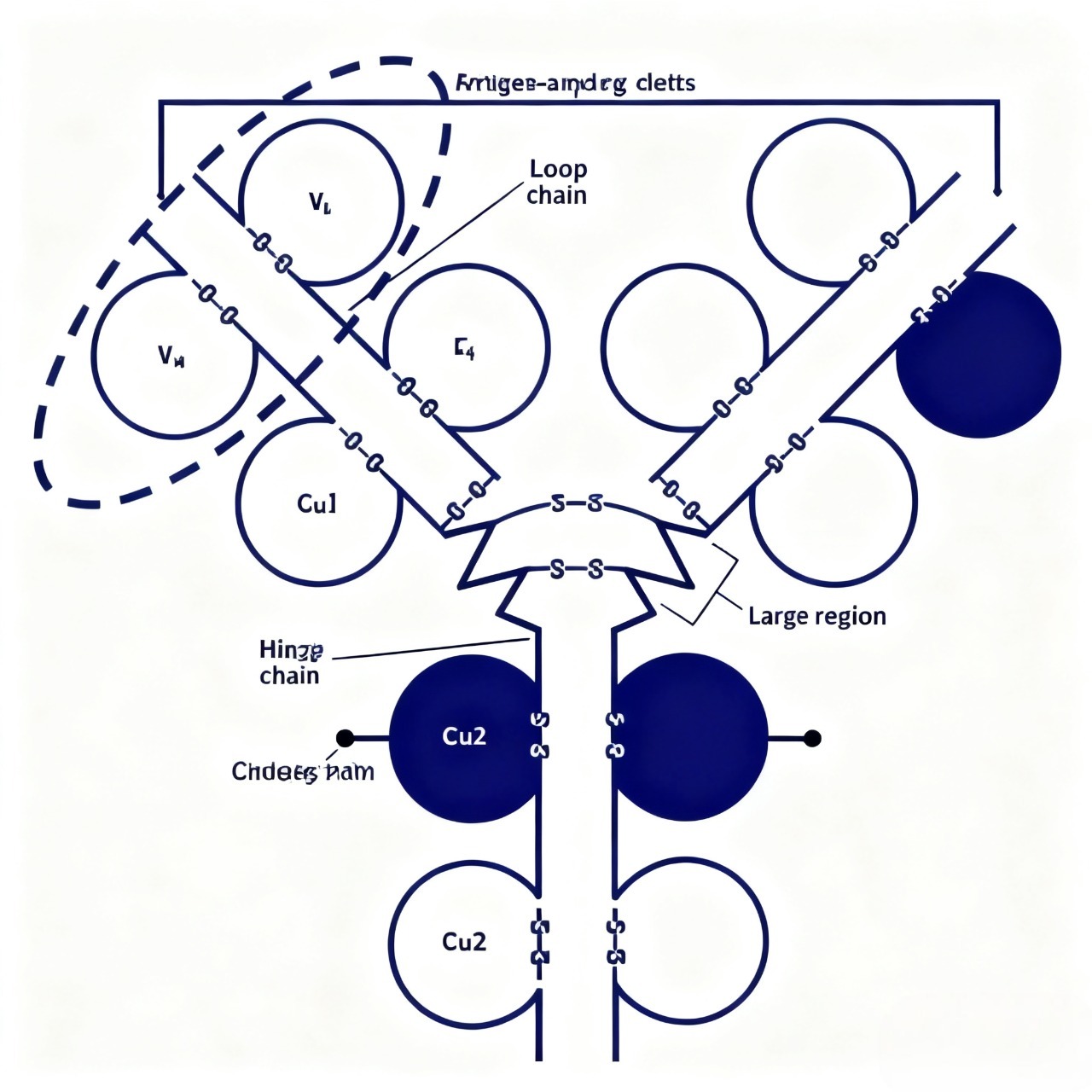抗独特型抗体如何成为抗体药物研发的关键工具?