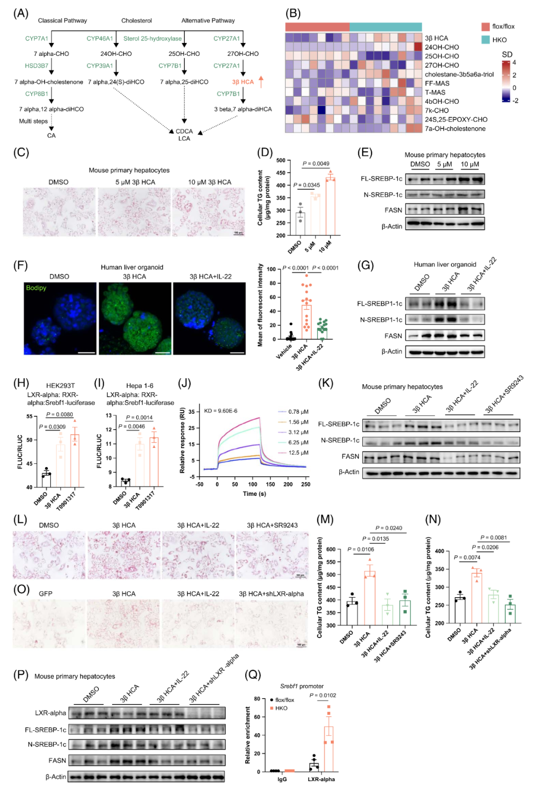 【AAV在肝脏疾病中的应用】上海交大医学院胡承/陆炎研究员团队揭示肝脏IL22RA1通过氧化甾醇3βHCA调控肝脂肪变性的机制