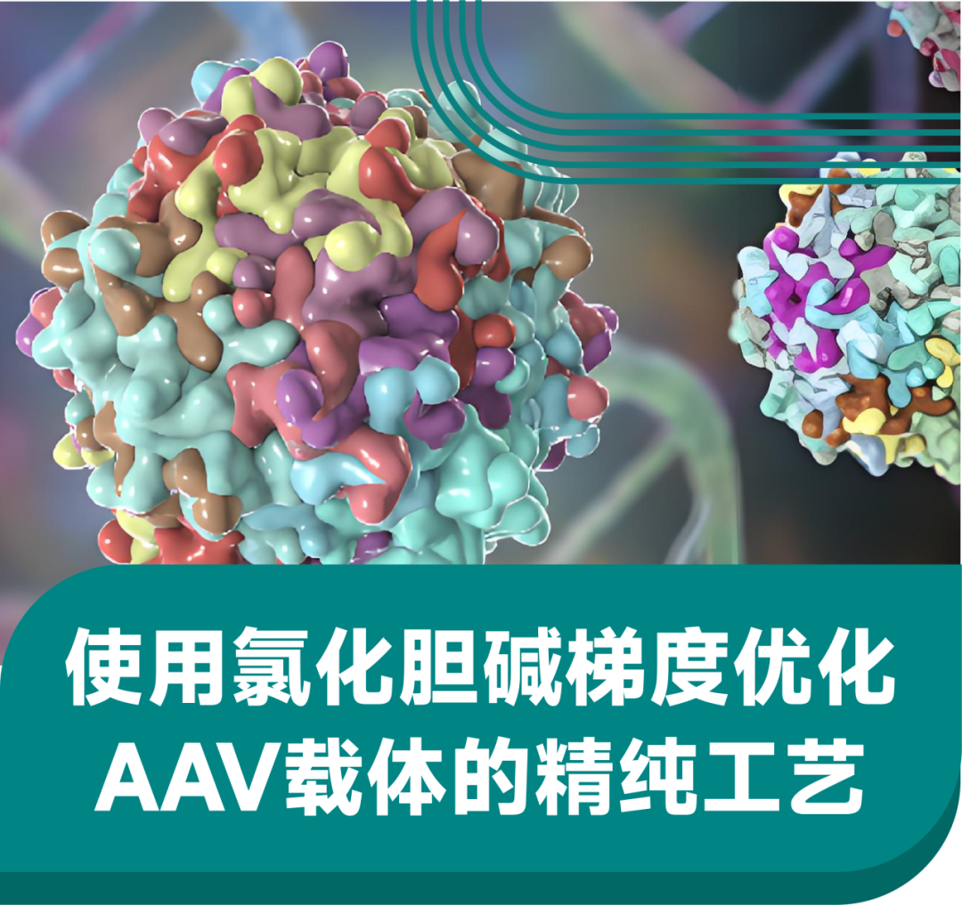 使用氯化胆碱梯度优化AAV载体的精纯工艺