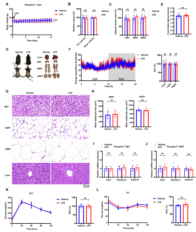 【文献解读】老药新用:兰索拉唑通过抑制PHOSPHO1改善代谢综合征的研究
